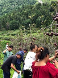 मनाङका किसानले स्याउ टिप्न थाले